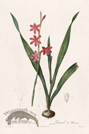 Les Liliacees Redoute 011